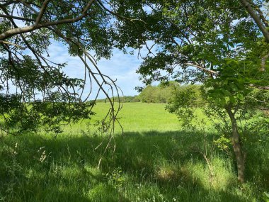 View into a large meadow, with flowers and trees in, Tong, Bradford, Yorkshire, UK