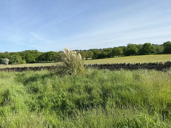Long Grasses Wild Plants Meadow Dry Stone Wall Bradford Yorkshire — Stock Fotó