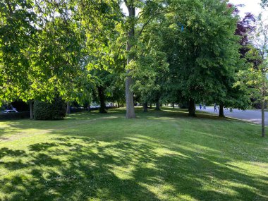 Old large trees in a sloping meadow, next to large path in Lister Park, Bradford, Yorkshire, UK