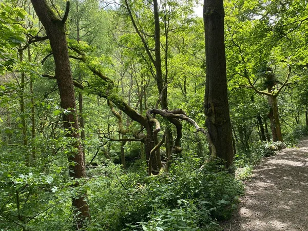 Old Twisted Tree Large Forest Path Nearby Hardcastle Crags Hebden — Stockfoto