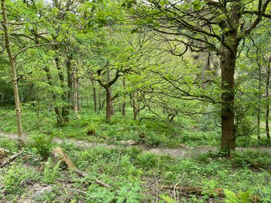 Forest path leading through old trees and plants in, Hardcastle Crags, Hebden Bridge, Yorkshire, UK