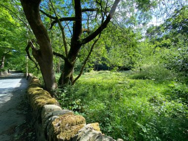 Meadow with old trees and a dry stone wall in, Shibden Valley, Halifax, Yorkshire