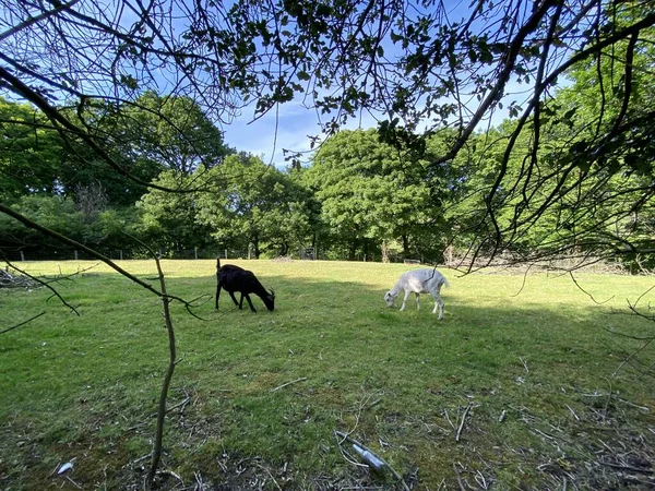 英国ハリファックスの芝デンバレーの牧草地で2頭のヤギの放牧 — ストック写真