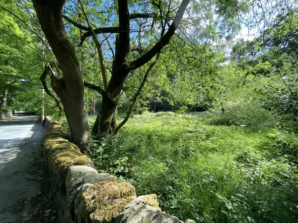 Meadow Old Trees Dry Stone Wall Shibden Valley Halifax Yorkshire — Fotografia de Stock