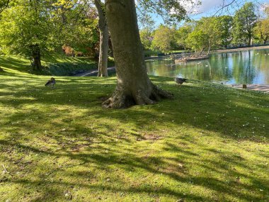 Ducks in a parkland meadow near a lake in, Lister Park, Bradford, Yorkshire, UK