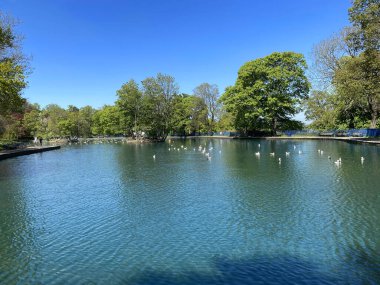 Large boating lake, with ducks and seagulls, with a vivid blue sky in, Lister Park, Bradford, Yorkshire
