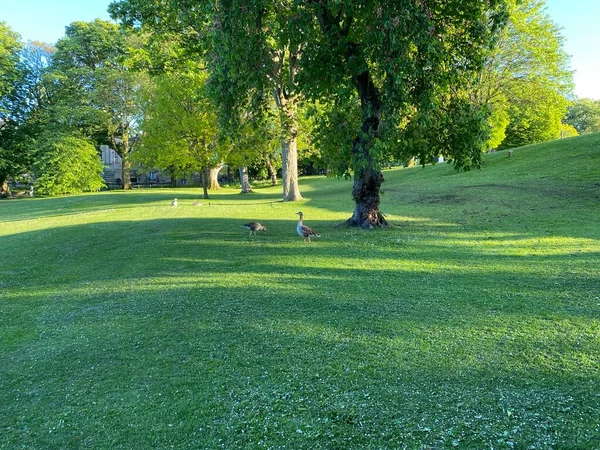 Park Landscape Pair Ducks Old Trees Late Spring Day Shadows — Zdjęcie stockowe