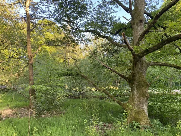 Wooded Meadow Ancient Valley Shibden Late Spring Day Shibden Valley — Stock Fotó