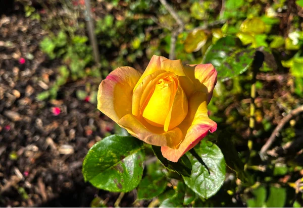 Una Rosa Dorada Creciendo Cerca Tierras Baldías Las Afueras Bradford —  Fotos de Stock