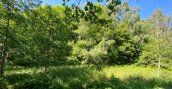 Waldgebiet Sommer Der Nähe Goit Stock Lane Bingley Großbritannien — Stockfoto