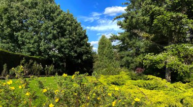 Küçük bir tarla, sarı çiçekleri ve eski köknar ağaçları, güneşli bir günde, Shipley, Bradford, İngiltere