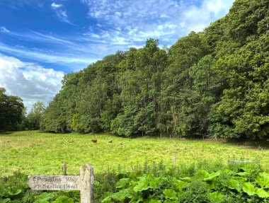 Yorkshire Dales kırsal kesiminde, Calton Lane, Airton, İngiltere 'de sığır otlağı var.