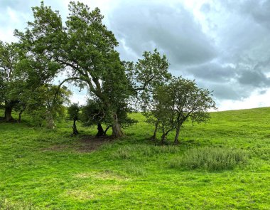 Kırsal alan, ağaçlar, tarlalar ve yakınındaki ağır bulutlar, Airton, Skipton, İngiltere