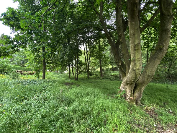 Kleines Waldgebiet Mit Alten Bäumen Und Wildem Gras Der Nähe — Stockfoto