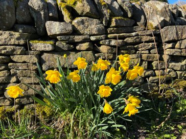 Erken bahar nergisleri, kuru bir taş duvarın yanında büyüyorlar, güneşli bir günde, Ogden Lane, Halifax, İngiltere