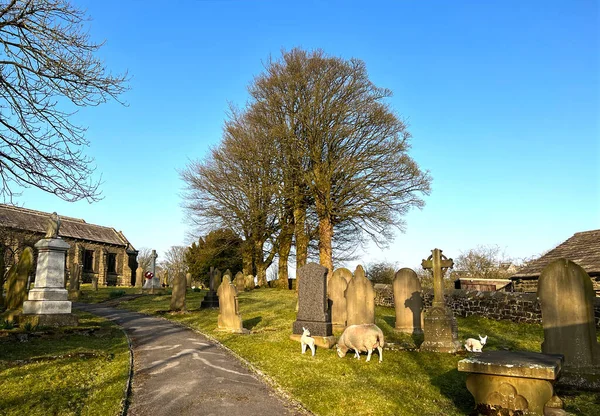 Schafe Und Zwei Lämmer Weiden Spätwinter Auf Einem Friedhof Der — Stockfoto