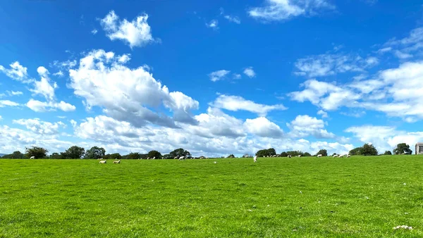 Gran Campo Con Ovejas Árboles Horizonte Día Verano Cerca Clifton —  Fotos de Stock