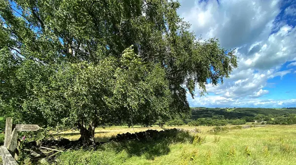 Rural Scene Public Footpath Sign Old Tree Forests Farms Hills — Stock Photo, Image