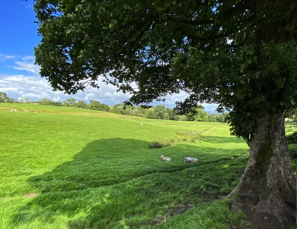 Yazın sonlarına doğru eski bir ağaç ve koyunların dinlenme yeri olan Otley, Yorkshire, İngiltere.