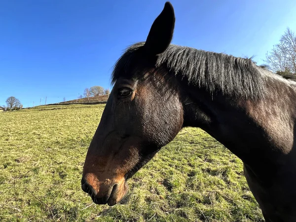 英国Keighley市Haworth市Bronte村附近的一个大草原上 在阳光明媚的冬日里 一匹友善的马 — 图库照片