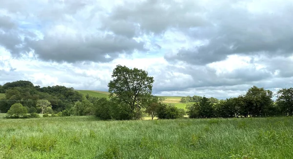 Yorkshire Dales Landscape Long Grasses Old Trees Distant Hills Kirby — Stockfoto