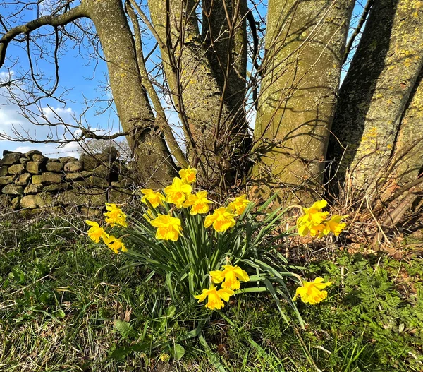 Yaşlı ağaçların yanında yetişen nergisler ve Black Hill Lane, Eccup, Leeds, İngiltere 'de kuru bir taş duvar.