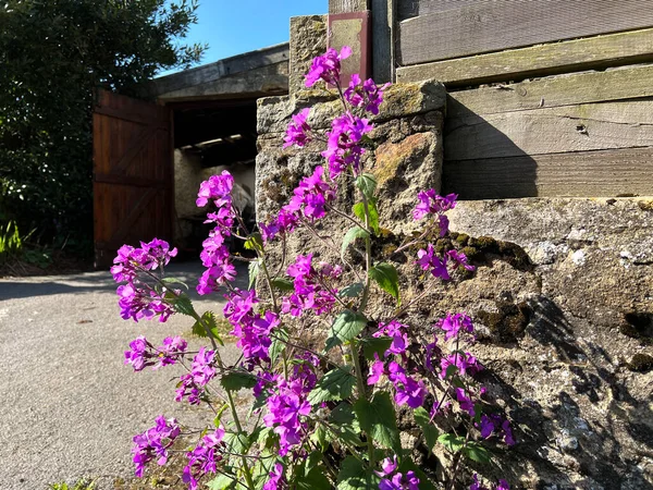 Pretty Pink Flowers Growing Next Stone Wall Cowling Hill Lane — Fotografia de Stock