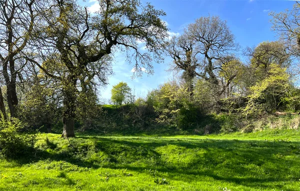 Tenha bir köy köşesi, küçük bir vadinin kıyısında, yaşlı ağaçlar ve kırık güneş ışığı, Cowling, İngiltere yakınlarında.