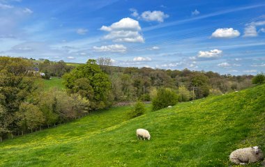Pastoral sahne, bir bahar günü, koyunlarla, tepelerle ve Cowling, Keighley, İngiltere yakınlarında bir vadiyle.