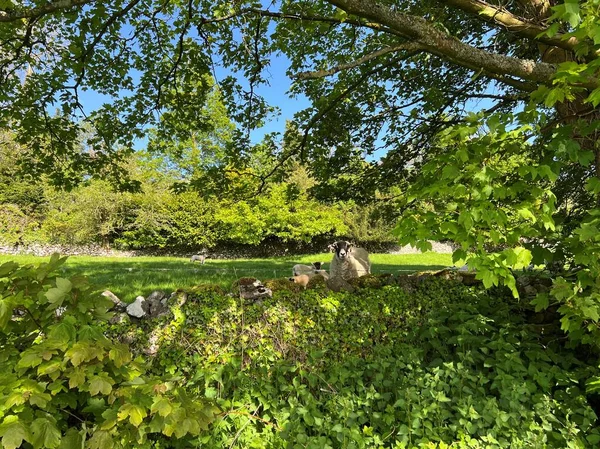 Kuru bir taş duvarın üzerinden bakan koyunlar, ağaçlar ve ağır yapraklar, güneşli bir günde, Settle, İngiltere 'de.