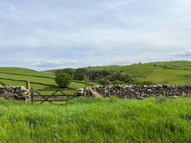Yorkshire Dales manzarası, Goat Lane 'de, bir sülün ile, Stainforth, Settle, İngiltere yakınlarındaki kuru bir taş duvarda duruyordu.