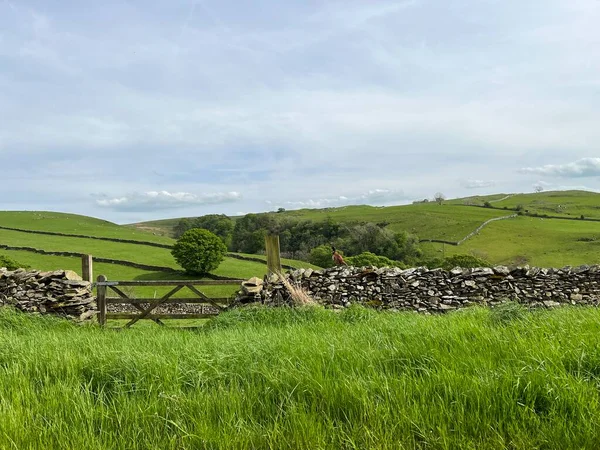 Yorkshire Dales manzarası, Goat Lane 'de, bir sülün ile, Stainforth, Settle, İngiltere yakınlarındaki kuru bir taş duvarda duruyordu.