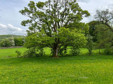 Yorkshire Dales sahnesi, bir çayır, eski ağaçlar ve yakınlardaki uzak tepeler, Settle, İngiltere