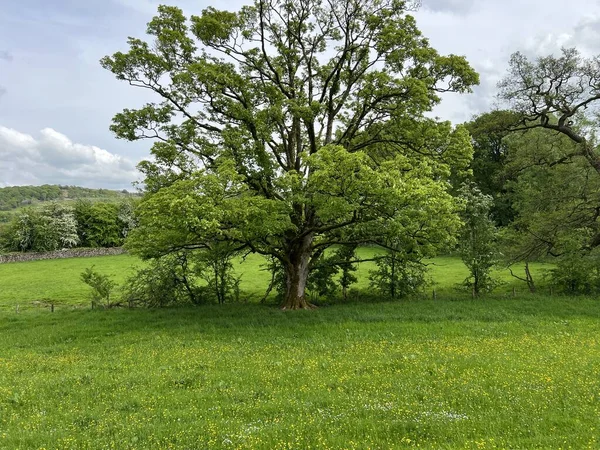 Yorkshire Dales sahnesi, bir çayır, eski ağaçlar ve yakınlardaki uzak tepeler, Settle, İngiltere