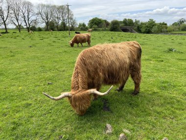 İskoçya sığırları, ufukta ağaçlar, Hellifield, Skipton, İngiltere 'de geniş bir açık alanda otluyorlar.
