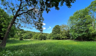 Shipley Glen yakınlarındaki Yorkshire arazisinde, Shipley, İngiltere 'de eski ağaçlar, tarlalar ve yabani bitkiler var.