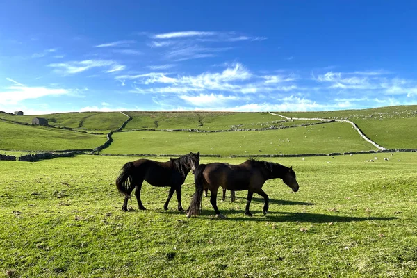 Três Cavalos Cor Castanha Alto Colina Com Ovelhas Celeiro Distância — Fotografia de Stock