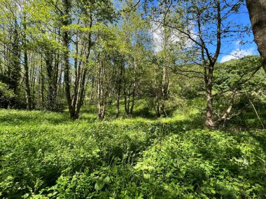 Woodland, yabani bitkiler ve kırık güneş ışığıyla, Shipley Glen, Baildon, İngiltere