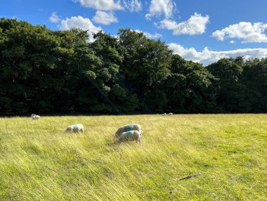 Otlakta otlayan koyunlar ve yakınlardaki ağaçların arasından parlayan güneş ışığı, Shipley Glen, Baildon, İngiltere