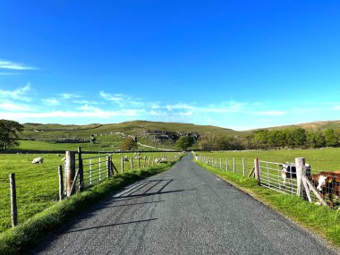 Yol boyunca, Malham Moor, inekler, koyunlar, ve uzak tepeler, Settle, İngiltere yakınlarında.