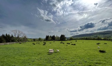 Kırsal alan, ve ağır bulutlar, koyunlar, kuzular, ve yakınlardaki uzak tepeler, Horton RibBlesdale, Settle, İngiltere