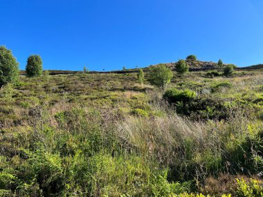 Kırlık araziye bakan, vahşi bitkilerle birlikte, Hebden Royd, Halifax, İngiltere yakınlarındaki canlı mavi gökyüzüne karşı.