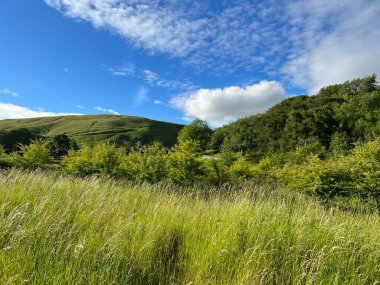 Yorkshire Dales, yabani otlar, eski ağaçlar ve yuvarlanan kırsal bölgeleriyle, Litton, Skipton, İngiltere köyü yakınlarında.