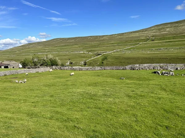 Yorkshire Dales National Park Paesaggio Con Pecore Muretti Secco Una — Foto Stock