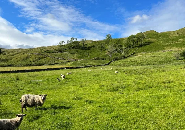 Sheep grazing in a large pasture, with rolling hills in the distance near, Stainforth, Settle, UK