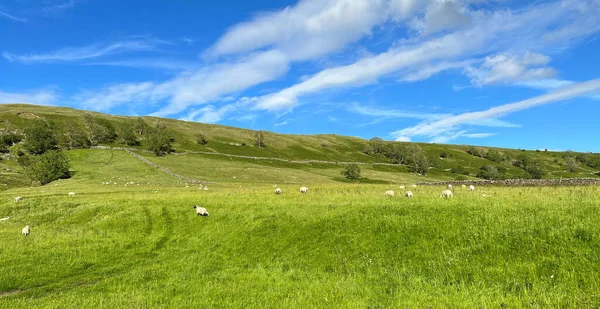 Panoramic Yorkshire Dales Landscape Extensive Farmland Sheep Trees Sunny Day — Stockfoto