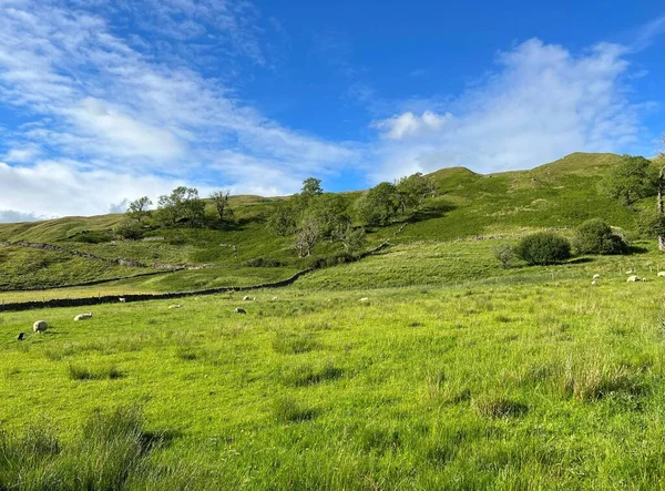 Rural Landscape Sheep Trees Hills Buckden — Stockfoto
