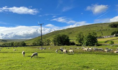 Yorkshire Peyzajı, bir sürü koyunla, geniş bir çayırda, Skirfare nehrinin yakınında, Halton Gill, İngiltere