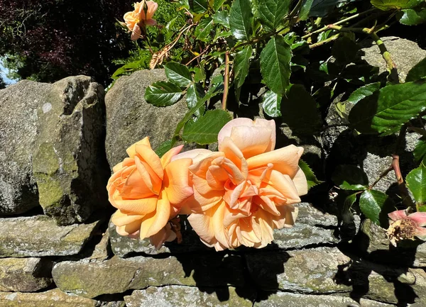 Rose Pêche Suspendue Sur Mur Pierre Sèche Dans Village Rawdon — Photo