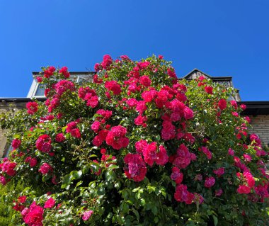 Kırmızı çiçekli büyük ağaç, yeşil yaprakların arasında, Leeds Old Road, Bradford, İngiltere 'nin yanında yetişiyor.